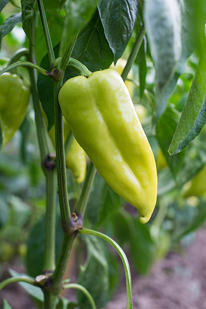 green bell pepper paprika stock photo