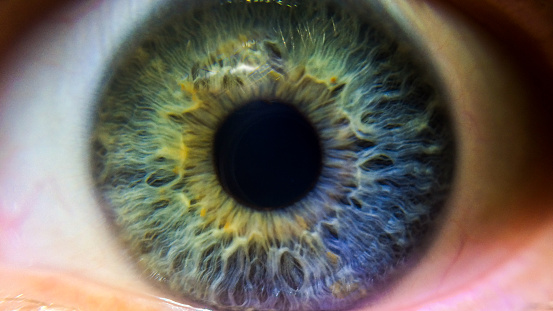 A green. blue and purple iris. A multi colored human eye.