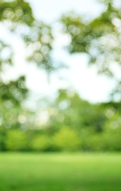 Green bokeh from tree background stock photo
