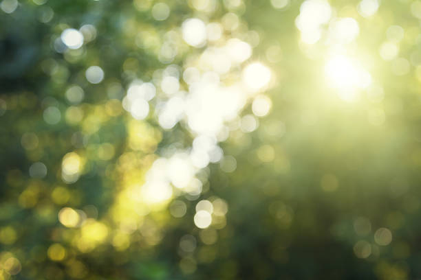 緑の森林ボケ - 木漏れ日　影 ストックフォトと画像