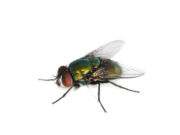 Green bottle fly Lucilia sericata Common green bottle fly Lucilia sericata isolated on white background fly insect photos stock pictures, royalty-free photos & images