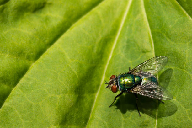 Green Bottle Fly A close up of a Common Green Bottle Fly fly insect stock pictures, royalty-free photos & images