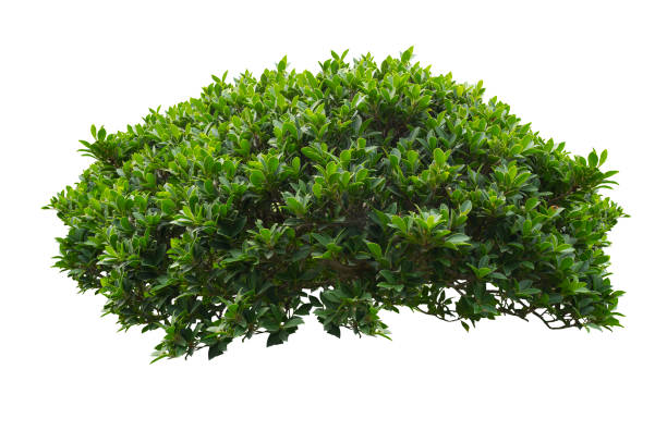 green bush isolated on white background. - arbusto imagens e fotografias de stock