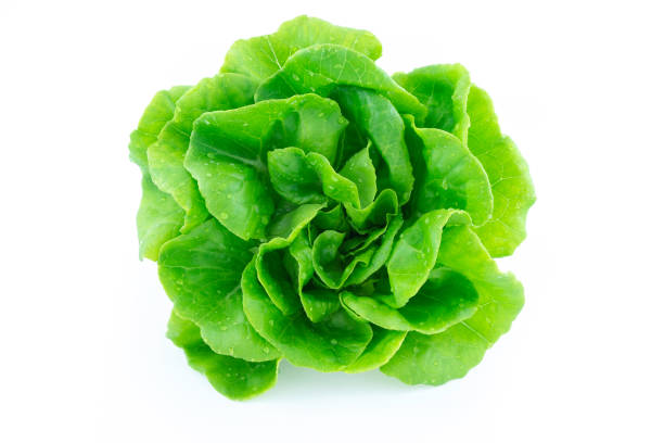 green butter lettuce green butter lettuce vegetable or salad isolated on white back ground with clipping path lettuce stock pictures, royalty-free photos & images