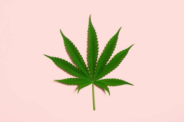 Green Cannabis Leaf from Medical Marijuana or Hemp Plant on Pink Background A single marijuana leaf or pot leaf from a medical cannabis or hemp plant. The leaf is isolated on a light pink background with lots of copy space. medical cannabis photos stock pictures, royalty-free photos & images