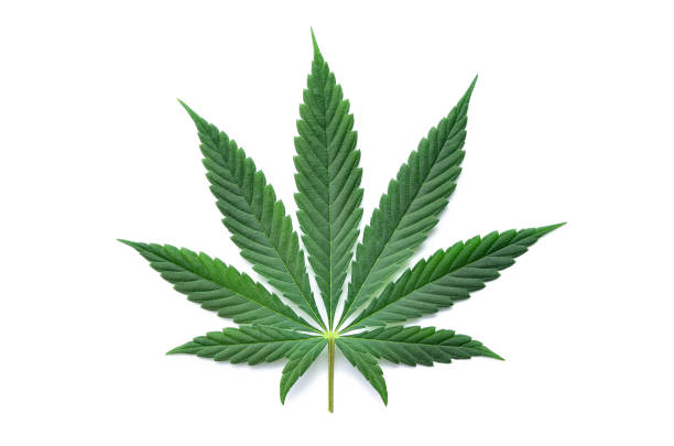 groene cannabisbladeren geïsoleerd op witte achtergrond. groeiende medische marihuana - hennep stockfoto's en -beelden