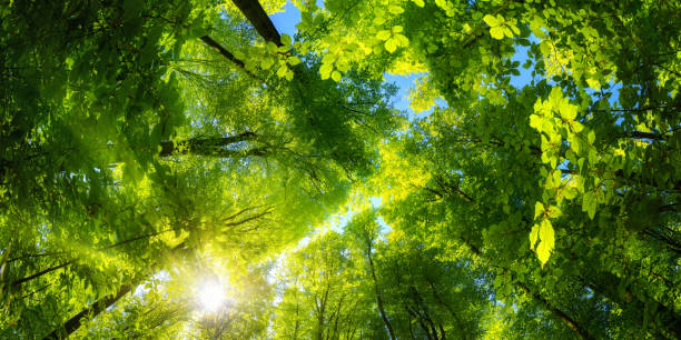 groene luifel en zon in het bos - klimbos stockfoto's en -beelden