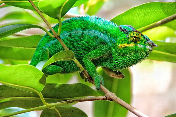 Green chameleon, Madagascar stock photo