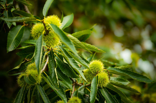 Green chestnut in tree stock photo