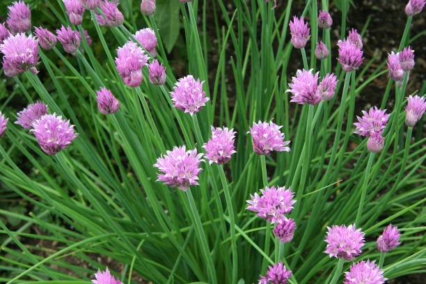 Green chives with pink flowers stock photo