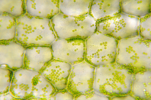 Microscopic view of chloroplasts in waterweed cells.  The cells are pale grey and light green and the chloroplasts are round and dark green.