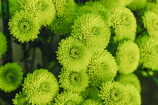 Green chrysanthemums close up in autumn Sunny day in the garden. Autumn flowers. Flower head