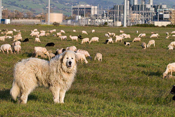 Green Cleanup A Great Pyrenees watches over his flock in the middle of the big city.  The property uses sheep and goats to clear ground instead of herbicides. guard dog stock pictures, royalty-free photos & images