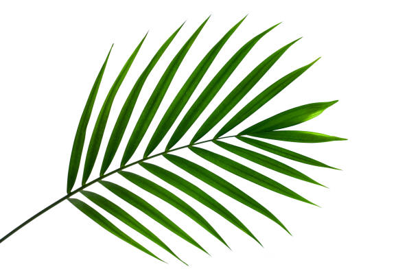 green coconut leaf isolated on white background Beautiful green coconut leaf isolated on white background with clipping path for design elements, tropical leaf, summer background palm leaf stock pictures, royalty-free photos & images