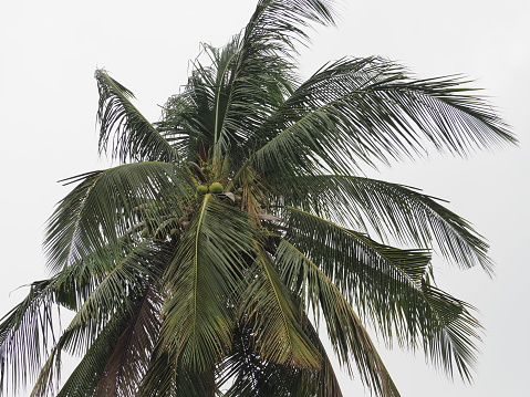 Green coconut trees and leaves with gray and white clouds in the background.