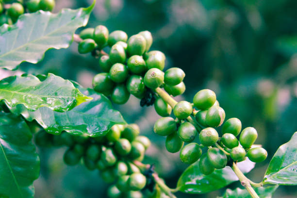 Green coffee cherries stock photo