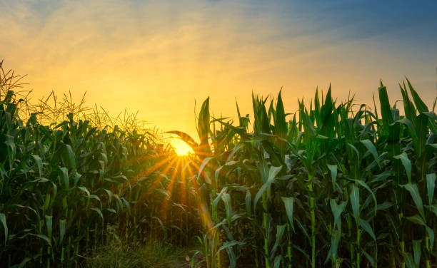 green corn field in agricultural garden and light shines sunset green corn field in agricultural garden and light shines sunset corn field stock pictures, royalty-free photos & images