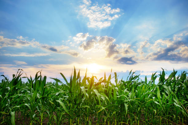 Green corn field,blue sky and sun on summer day. stock photo