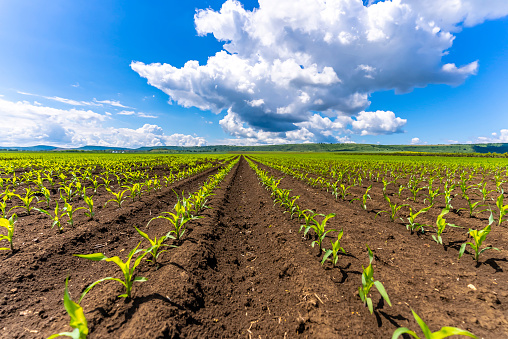 Green corn maize field in early stage, hundreds of rows. The photo is taken at agricultural field near Lovech, Bulgaria with Sony A7 SIII camera.