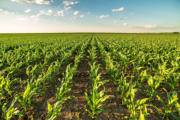 campo de maíz verde en etapa temprana. - corn field fotografías e imágenes de stock