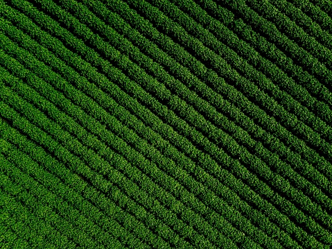 Green country field of potato with row lines, top view, aerial photo