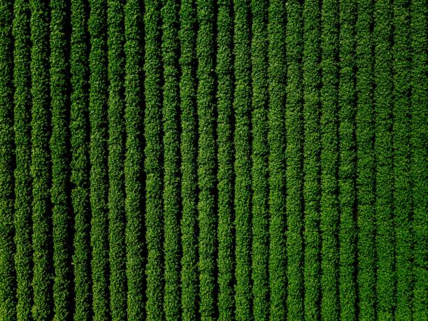 Green country field of potato with row lines, top view, aerial photo stock photo