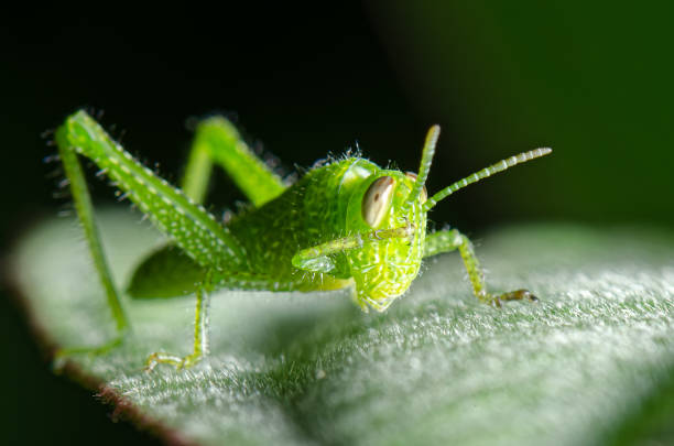 Green Cricket (Oecanthinae) hunting and cleaning eyes at night on green leaf. stock photo