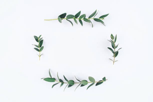 Green eucalyptus branches on a white background. Green eucalyptus branches on a white background. Flat lay, top view. evergreen plant stock pictures, royalty-free photos & images