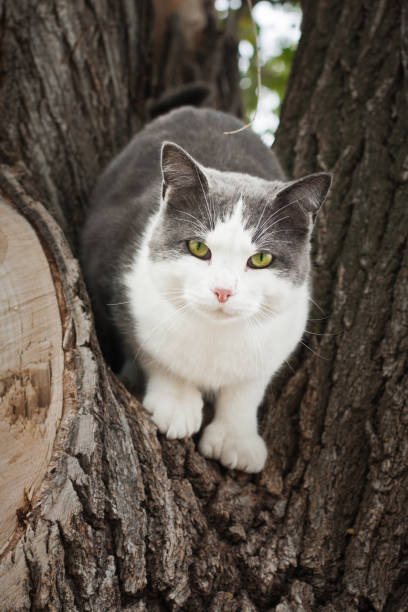 green eyed cat in tree stock photo