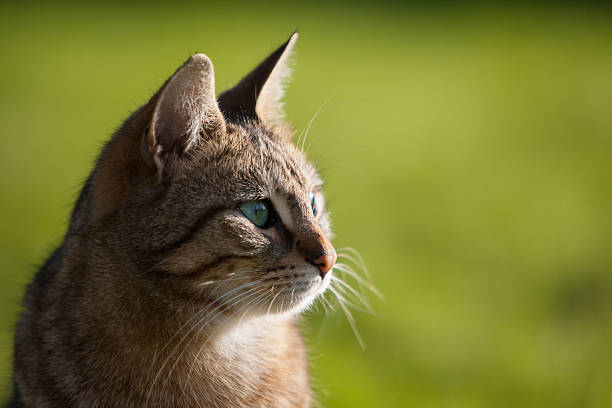 Green Eyed Tabby Cat With Blurred Green Background stock photo
