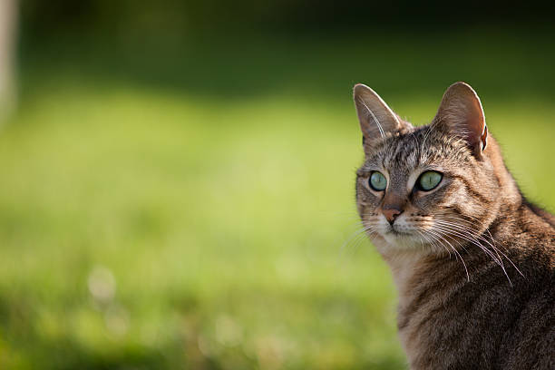 Green Eyed Tabby Cat With Green Background stock photo