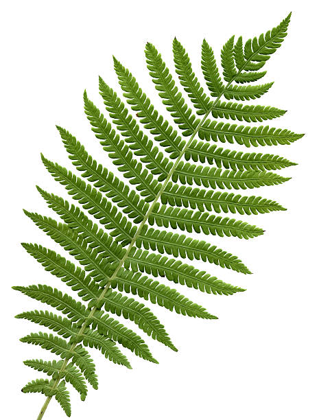 green fern leaf isolated stock photo