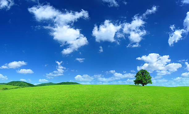 Green field - Landscape stock photo