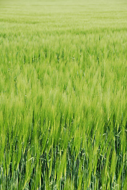 green field of barley stock photo