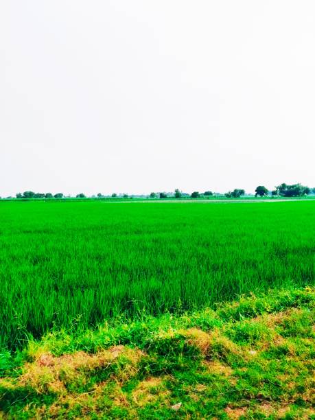 Green Field of Rice stock photo