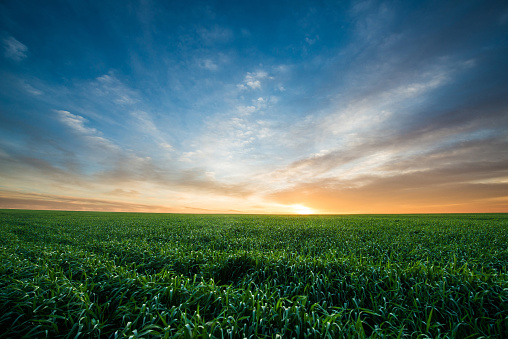 Green field of wheat at sunrise