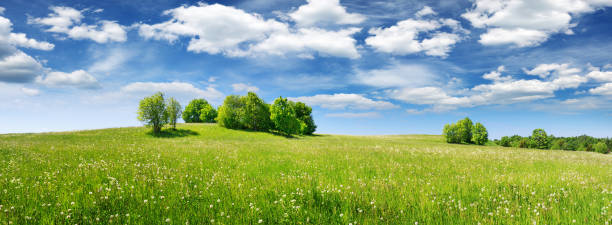 Green field panorama and blue sky with white clouds Green field panorama and blue sky with white clouds. Panoramic view to grass on the hill on sunny summer day meadow stock pictures, royalty-free photos & images