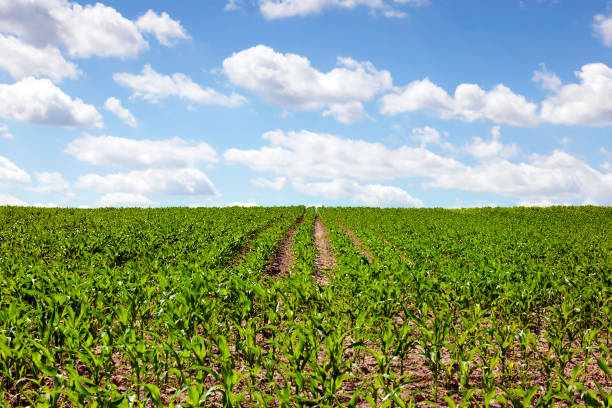 Closed sky clouds over the field with green young corn sprouts...