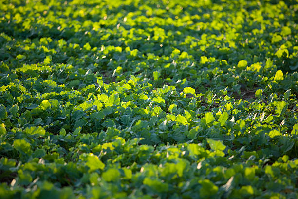 green field stock photo