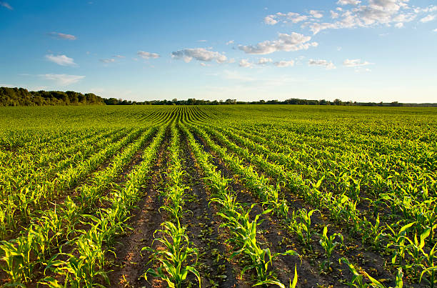 verde campo de maíz en la puesta del sol con jóvenes - corn field fotografías e imágenes de stock