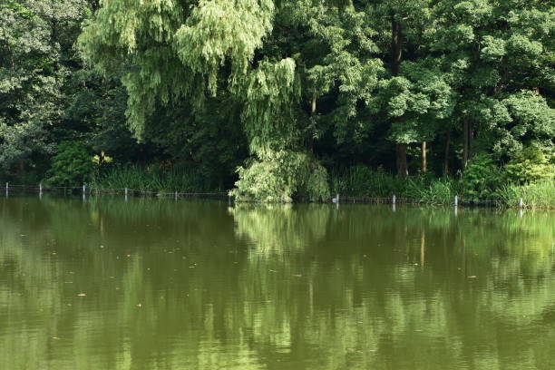 Green forest and pond in the park stock photo