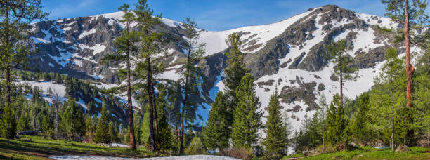 grüner wald und schneebedeckte berge, panoramablick, altay - altai naturschutzgebiet stock-fotos und bilder