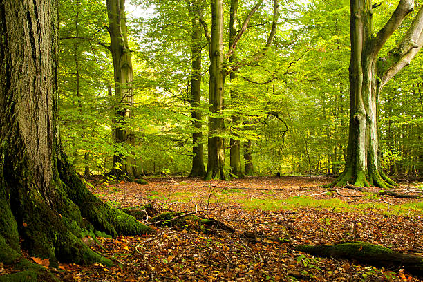 Green Forest of Old Beech Trees stock photo