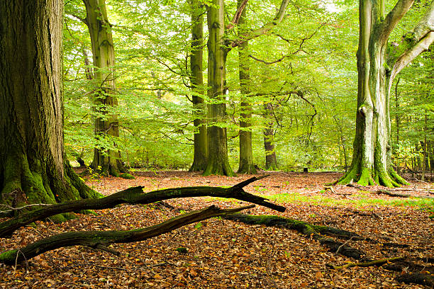 Green Forest of Old Beech Trees Ancient Forest of Mighty Beech Trees in Spring copse stock pictures, royalty-free photos & images