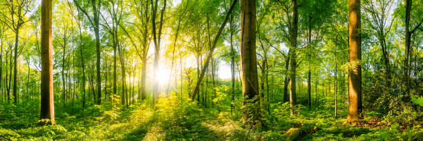 Green forest with bright sun Forest with big old trees in the foreground and bright sun in the background light through trees stock pictures, royalty-free photos & images