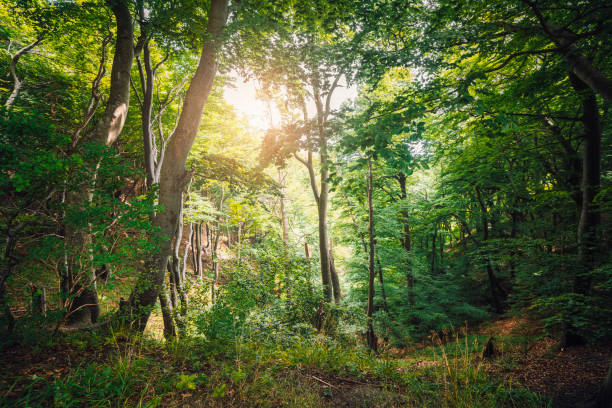 Green forest with sun peaking through the leaves stock photo