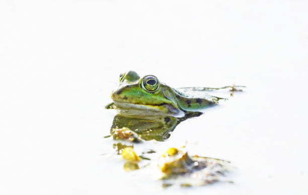 Green frog looks out of the water of a pond. Amphibian in close up on a water surface. stock photo