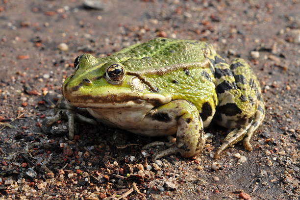 Green frog stock photo
