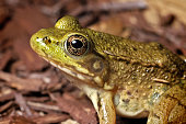 istock Green Frog (Lithobates clamitans) 1329649366