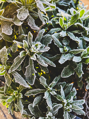 A green frozen plant.